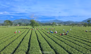 Niềm vui của nông dân miền núi từ trồng cây thoát nghèo