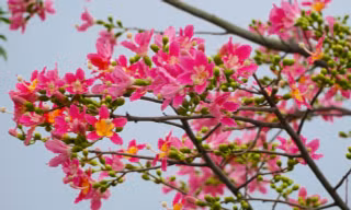 Loài hoa hiếm có khó tìm ở Hà Tĩnh