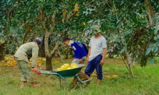 Lũ rút, người dân Hà Tĩnh vội vàng thu hoạch bưởi đặc sản