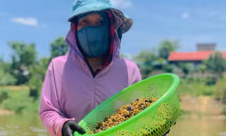 Ngâm mình hàng giờ cào hến trên sông Ngàn Phố