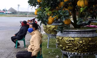 Rét đỉnh điểm, tiểu thương co ro bên hàng hoa, cây cảnh sốt ruột chờ khách