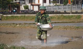 Mùng 5 Tết, nông dân Hà Tĩnh xuống đồng gieo mạ lấy may