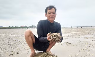 Hà Tĩnh: Người dân lo thiệt hại tiền tỷ vì ngao bất ngờ chết trắng bãi