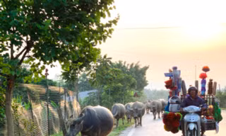 Trâu bò nghênh ngang trên quốc lộ 15A