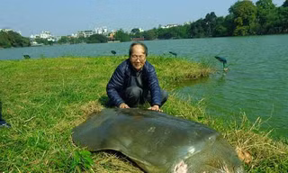PGS.TS Hà Đình Đức trong một lần tiếp cận, chăm sóc cụ rùa Hồ Gươm (Ảnh PGS Hà Đình Đức cung cấp) 