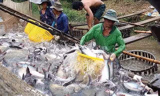 Mỹ đang áp đang mức thuế chống bán phá giá cao kỷ lục với cá tra của Việt Nam