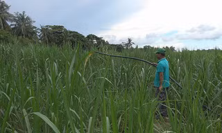 Sử dụng nước thải sau Biogas để tưới cho cỏ mang lại hiệu quả kinh tế cao ở mô hình Lcasp – Sóc Trăng