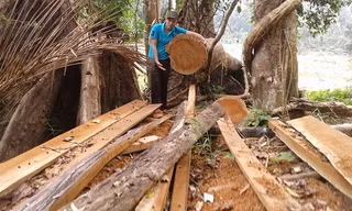 Quảng Nam là một trong những điểm nóng về phá rừng trong thời gian qua.