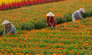 Làng hoa Bình Dương đua sắc đón Xuân