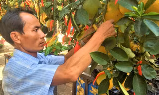 TPHCM: Chủ vườn 'lội ngược dòng' nhờ khách đổ xô mua loại cây gần trăm triệu đồng