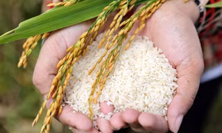 'Hạt ngọc' Việt Nam: Các nước chi vài tỷ USD gom mua, Thái Lan đua trồng