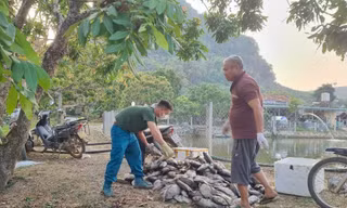 Sơn La thông tin việc hàng tấn cá bị chết 