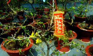 Mai bonsai “tí hon” chơi Tết hút khách ở Sài Gòn