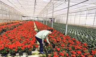 Nhiều nhà kính trồng hoa thô sơ, ngập lụt vào mùa mưa
