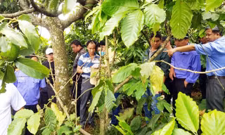 3 bà cháu bị sát hại tại gốc cây bơ này
