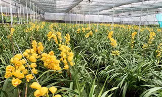 Vườn hoa địa lan ở Phường 8 nở trước Tết 2 tháng.