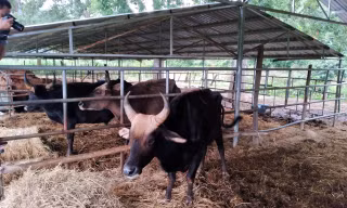 Bò tót lai gầy trơ xương vì thiếu thức ăn