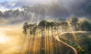 Rừng thông Đà Lạt - ảnh Võ Trang