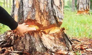 Đẽo vỏ quanh gốc thông để cây chết dần.