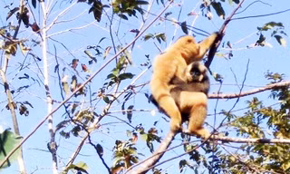 vượn đen má hung bị sát hại
