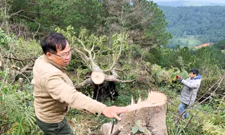Hiện trường vụ phá rừng gần trung tâm TP.Đà Lạt