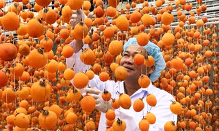 Anh Mai Xuân Long đi đầu trong việc sấy gió quả hồng