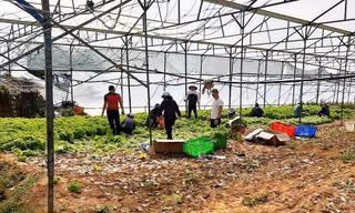 Nhiều nông dân ở Đà Lạt ngậm ngùi đổ bỏ rau do đứt chuỗi liên kết 