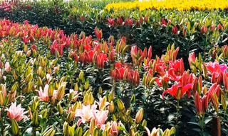 đa dạng các sắc màu Roselily