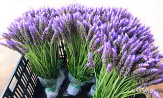 Đà Lạt đã trồng được Lavender để bán vào dịp Tết sắp tới