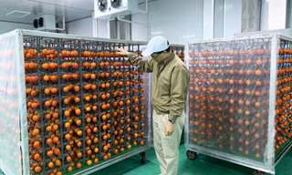Chuyên gia Nhật chuyển giao công nghệ làm hồng sấy treo