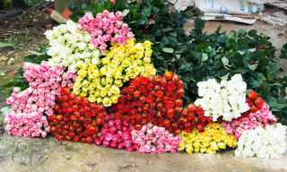Hoa hồng Đà Lạt hút hàng dịp 20/10