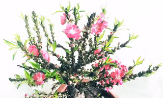 Đào mini Trung Quốc 