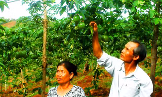 Vợ chồng ông Hiều cụt vốn chăm sóc vườn chanh dây
