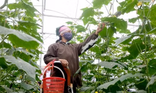 Nông dân Hà Nội thu hoạch rau màu (ảnh minh họa)