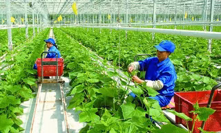 Phát triển nông nghiệp công nghệ cao là hướng đi mới của nhiều địa phương