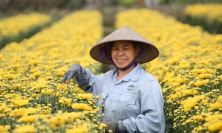 Hà Nội cho phép 36 loại cây được chuyển đổi trên đất trồng lúa