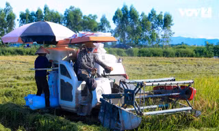 Nông dân Hà Nội thu hoạch lúa