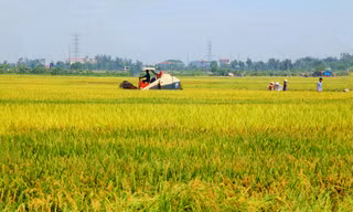 Hà Nội đề xuất chuyển đổi hơn 29 ha đất lúa để triển khai dự án tại 6 quận, huyện