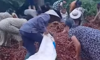 Hà Nội: Thực hư thông tin tranh nhau 'hôi vải' khi xe tải bị tai nạn giao thông