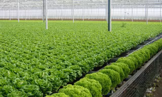 Nhiều khu đất nông nghiệp ở Đông Anh được người dân phát triển mô hình nông nghiệp công nghệ cao