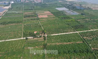 Màu xanh trở lại trên vùng bãi sông Hồng gần 2 tháng sau bão