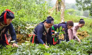 Tăng quyền năng kinh tế của phụ nữ dân tộc thiểu số để giảm nghèo bền vững