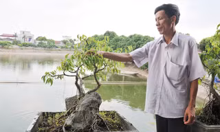 Ông Chương tỉa tót cho cây cảnh bên ao cá	
