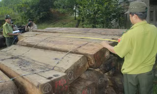 Gỗ tang vật được tạm giữ tại Hạt Kiểm lâm Dốc Kiền (Đông Giang). Ảnh: CTV