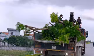 Số cây lâu năm được một người dân trồng xâm phạm đê sông Đáy đã được di dời
