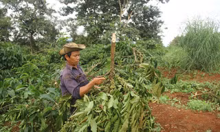 'Chết đứng' vì hàng trăm cây cà phê bị nhổ trộm, chặt phá
