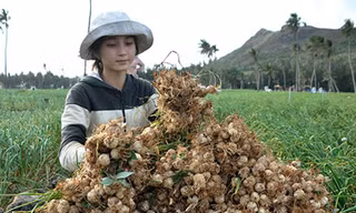 Nhà khoa học cảnh báo tỏi Lý Sơn bị tỏi voi Nhật Bản 'bóp chết'