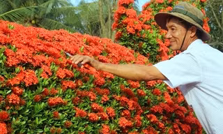 Vườn kiểng gà quý chục tỷ của lão nghệ nhân miền Tây 