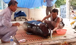 Ngư dân đưa xác cá voi về lăng làm lễ an táng.