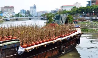 Hoa kiểng tấp nập lên phố Tây Đô, khoe sắc dịp cận Tết
